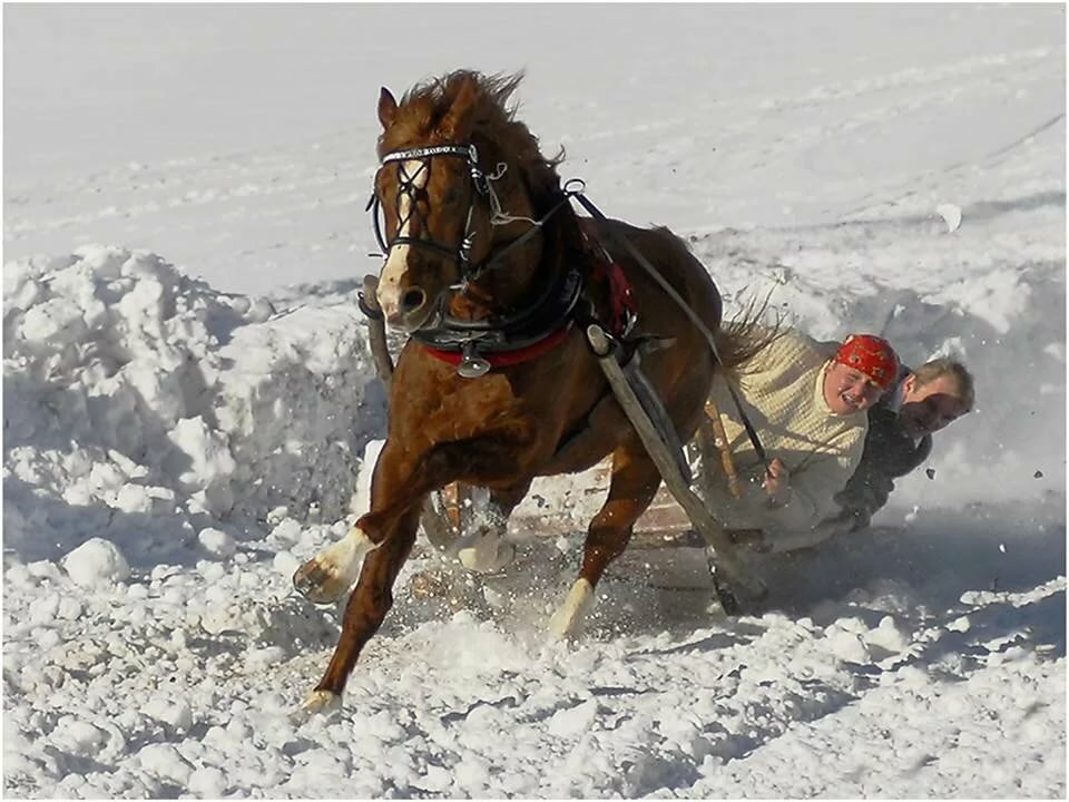 зимние скачки на лошадях с санями фото