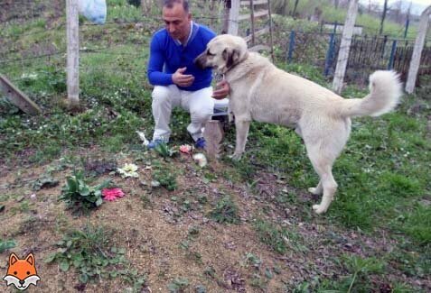 kangal фото