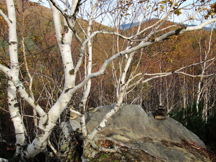каменная береза камчатка фото