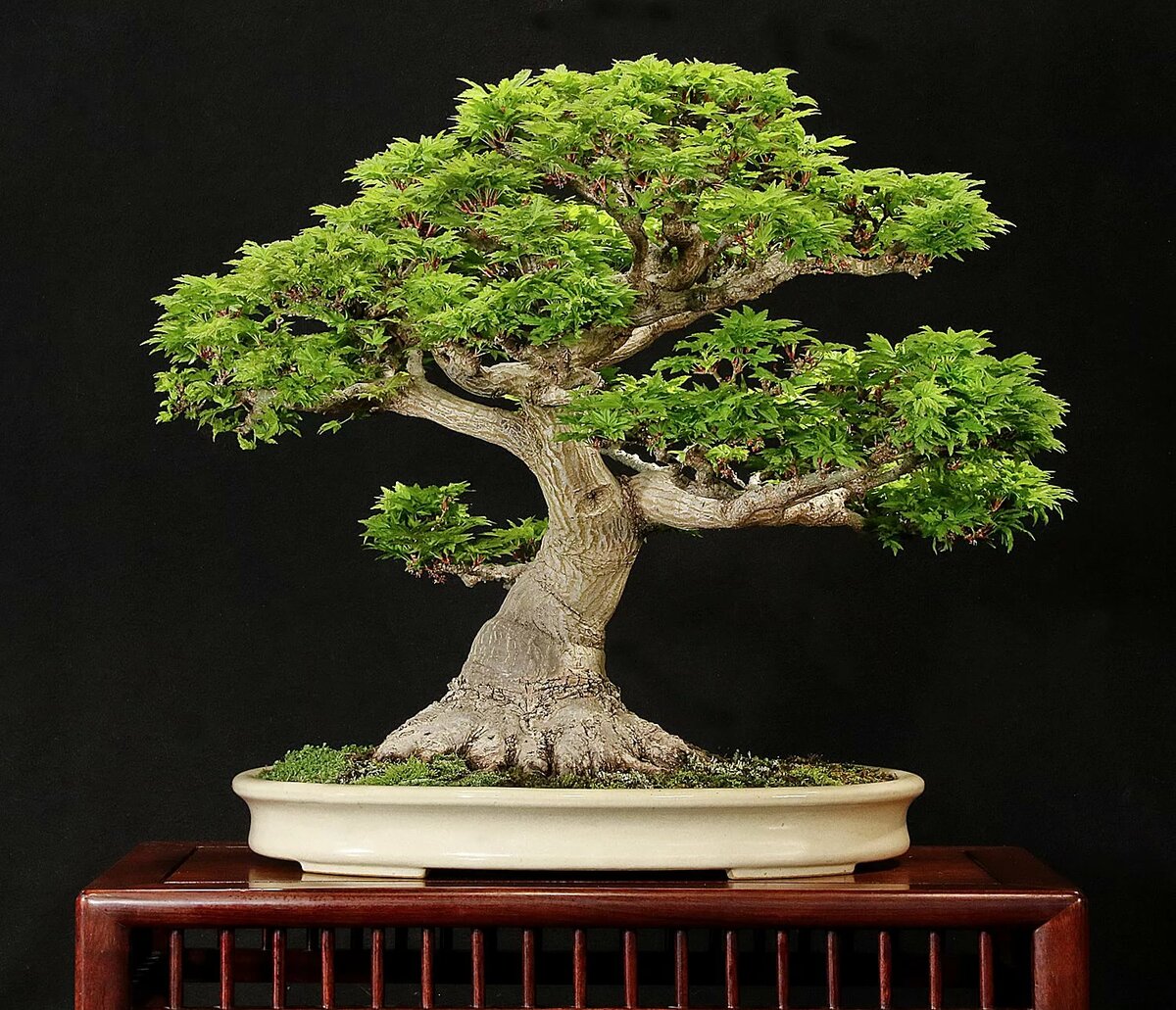 Бонсай дерево картинка