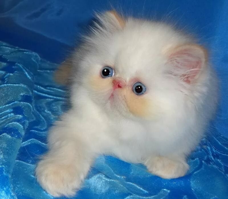 Персидские котята и кошки в картинках