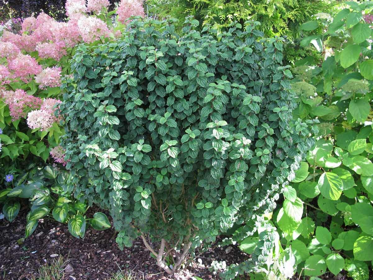 ����������, ��������� ����� ����� ���� ������������� ������ ���������� ������� ��������