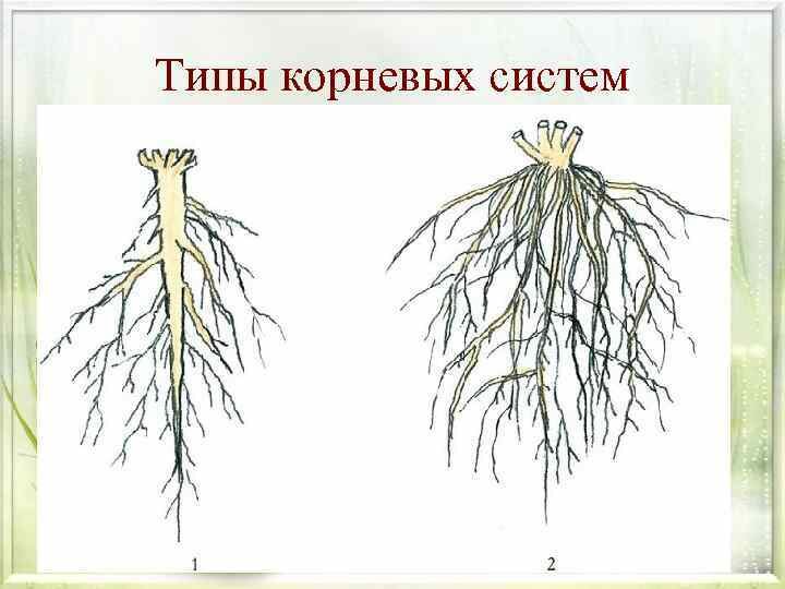 Картинки схемы корней