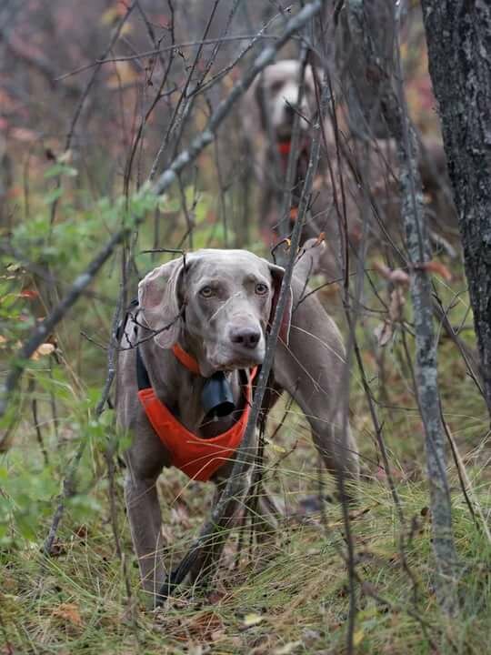 Hunting labrador retriever breeders