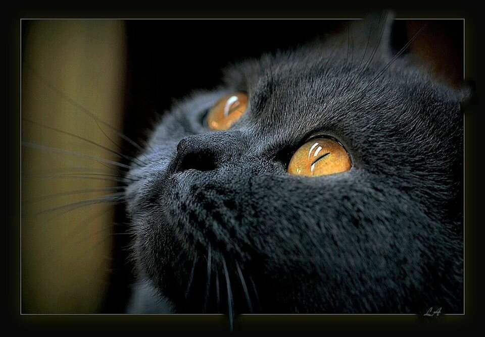 кошки фото