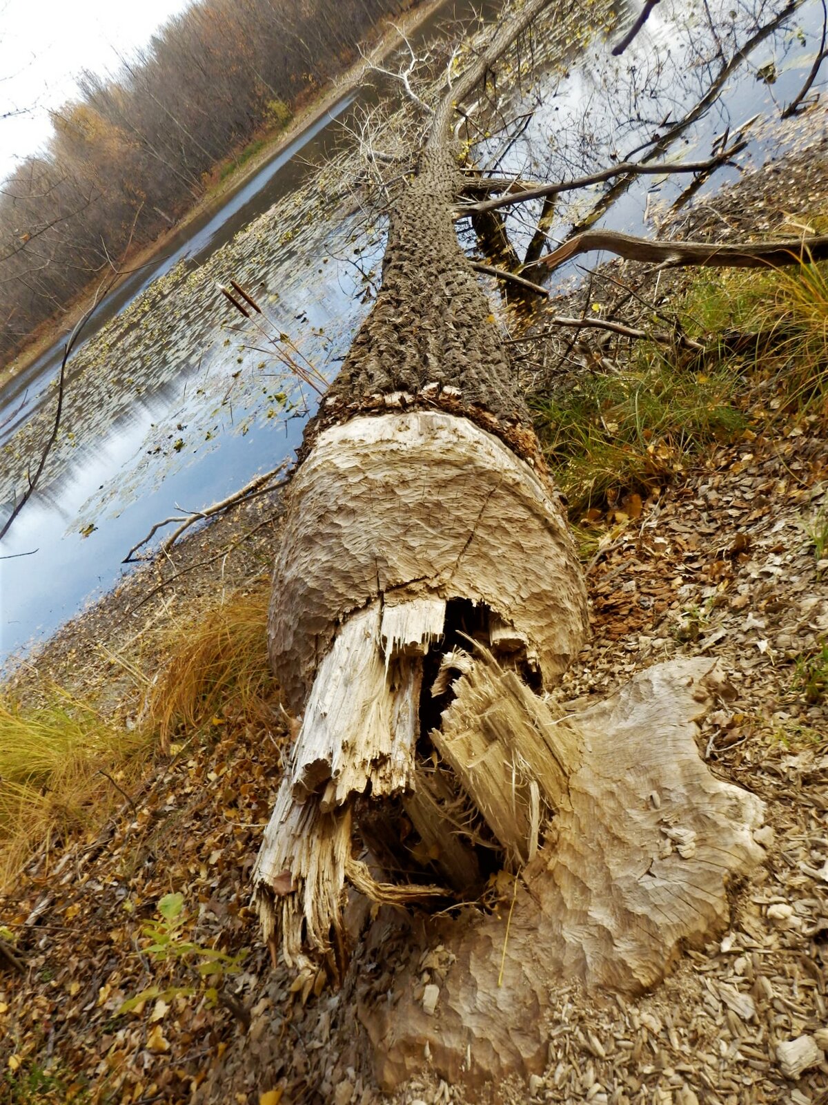 деревья поваленные бобрами фото