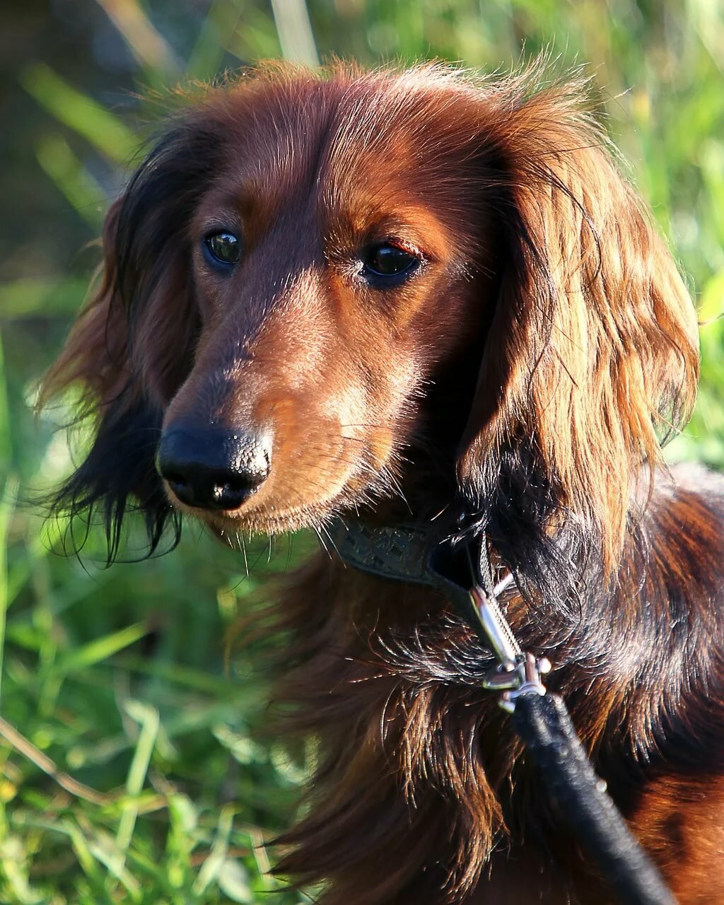 long haired dachshund rescue