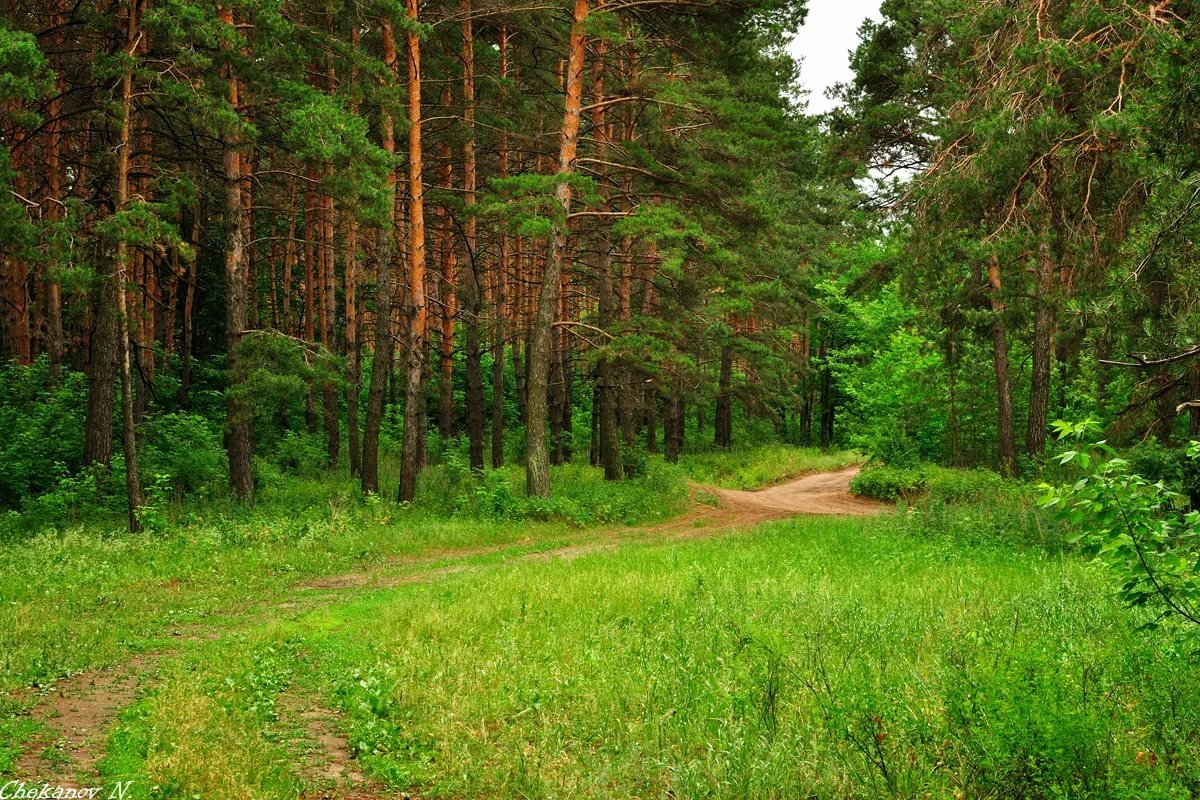 сосновые леса фото