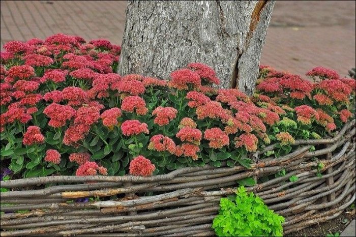 очиток (седум) телефиум манстед дарк ред фото