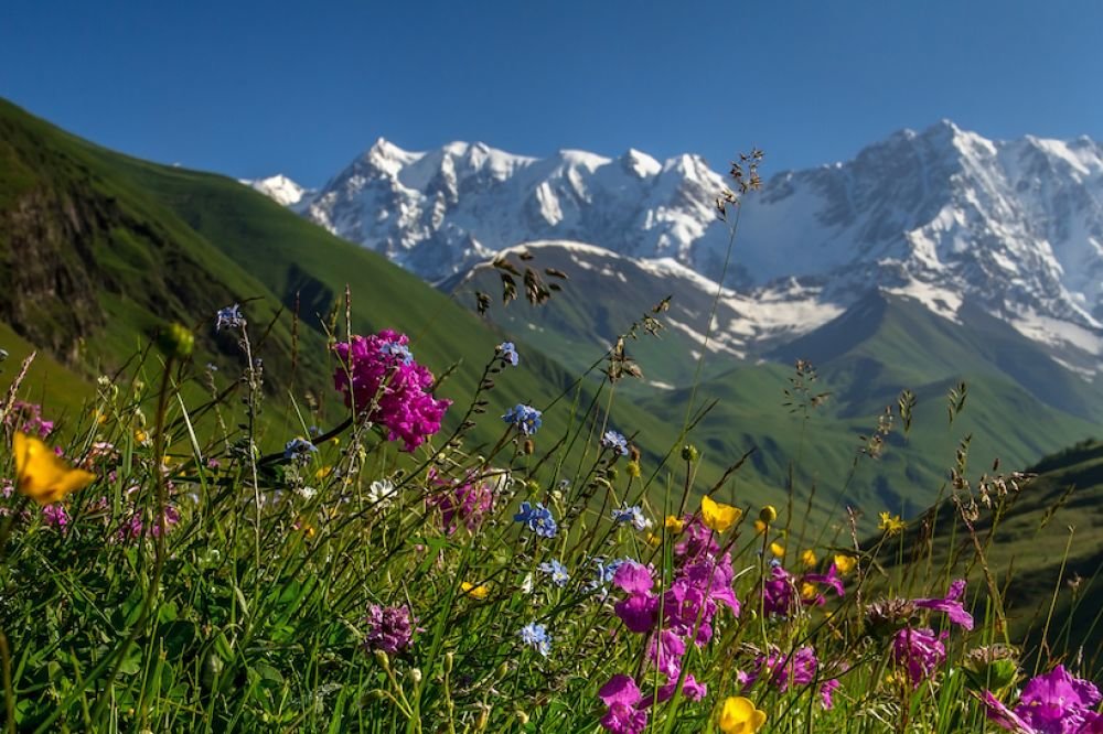 альпийские луга кавказа фото