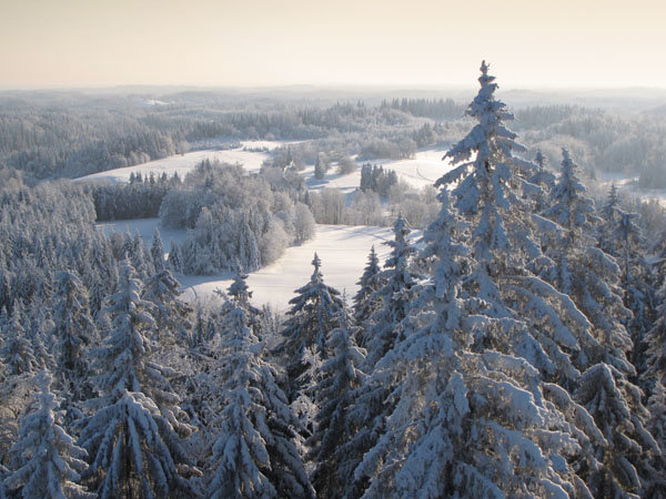 природа зима в тайге фото