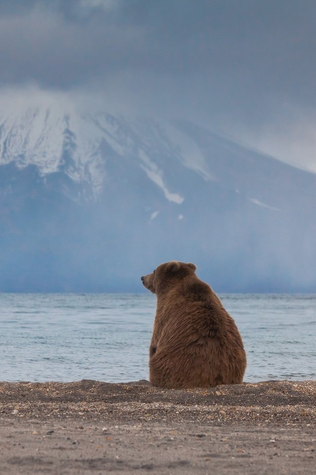 ÐÐ·ÐµÐ½, Ð¡ÐµÑÐ³ÐµÐ¹ ÐÑÐ°ÑÐ½Ð¾ÑÐµÐºÐ¾Ð² Ð´Ð»Ñ Â«Ð ÑÑÑÐºÐ¾Ðµ Ð³ÐµÐ¾Ð³ÑÐ°ÑÐ¸ÑÐµÑÐºÐ¾Ðµ Ð¾Ð±ÑÐµÑÑÐ²Ð¾Â».

ÐÐ»ÑÐ±Ð¾ÐºÐ¸Ðµ ÑÐ°Ð·Ð´ÑÐ¼ÑÑ Ð±ÑÑÐ¾Ð³Ð¾ Ð¼ÐµÐ´Ð²ÐµÐ´Ñ Ð½Ð° Ð±ÐµÑÐµÐ³Ñ ÐÑÑÐ¸Ð»ÑÑÐºÐ¾Ð³Ð¾ Ð¾Ð·ÐµÑÐ°, Ð Ð¾ÑÑÐ¸Ñ.