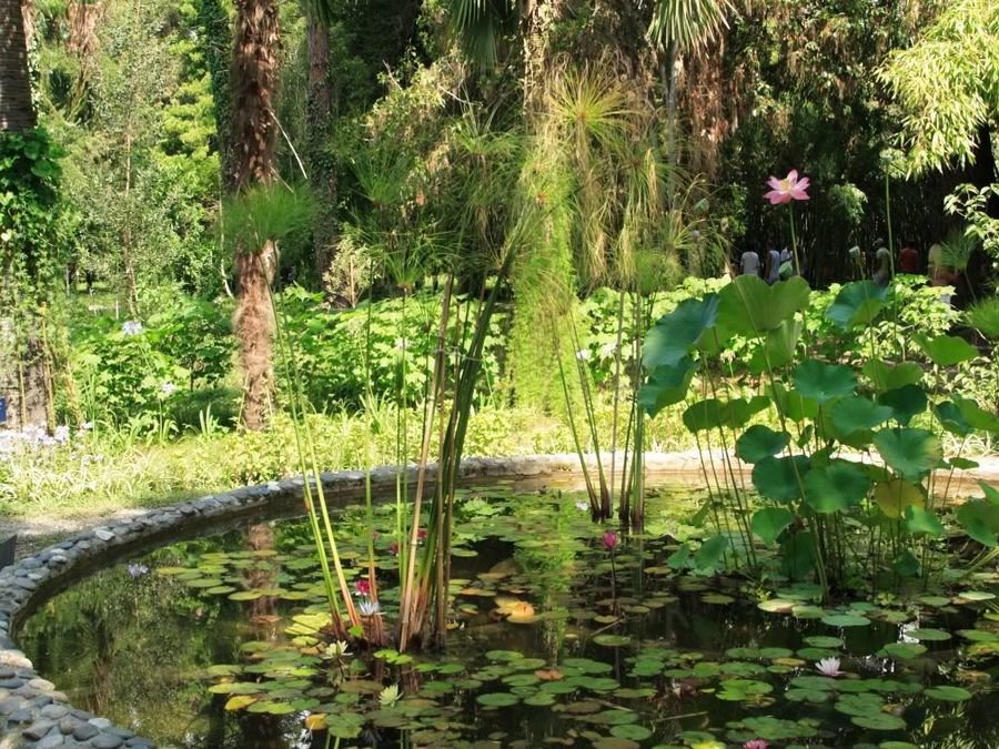 Ð¡ÑÑÑÐ¼ÑÐºÐ¸Ð¹ Ð±Ð¾ÑÐ°Ð½Ð¸ÑÐµÑÐºÐ¸Ð¹ ÑÐ°Ð´.