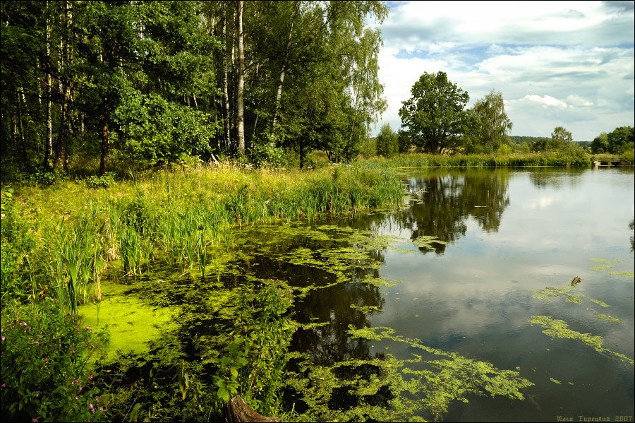 берёзовая роща и река фото