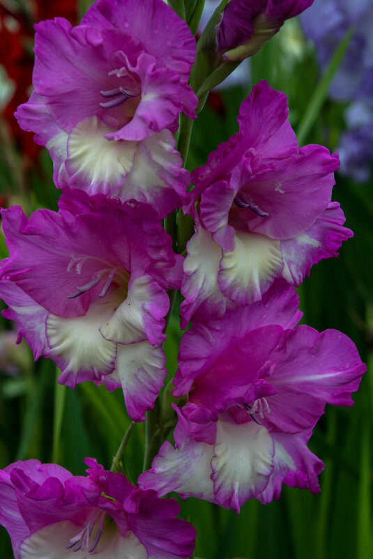 gladiolus tango гладиолус танго фото