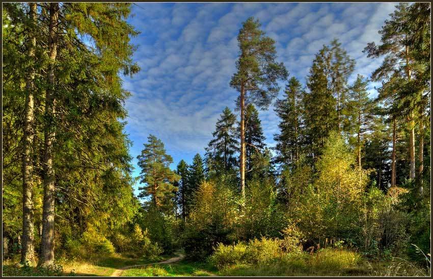 лесная опушка фото