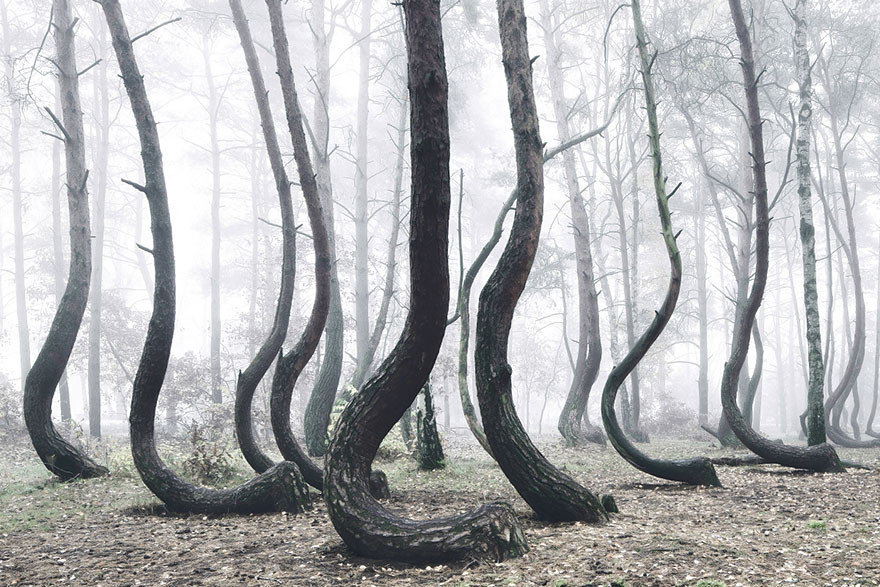 кривой лес (crooked forest) польша фото
