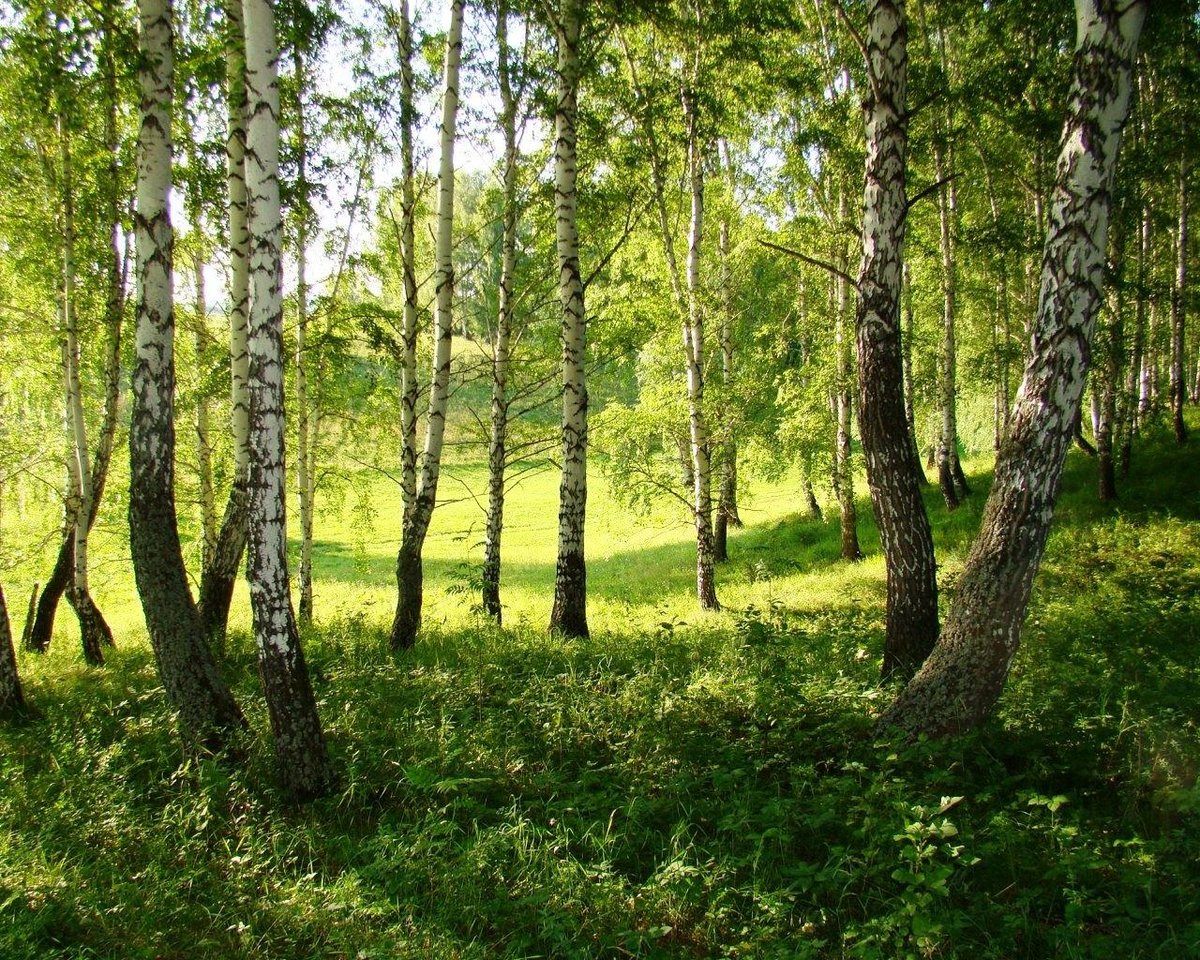берёзовая роща фото