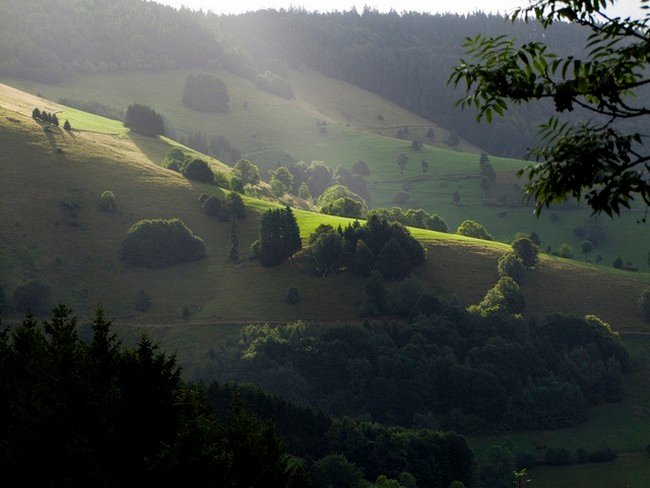 лес шварцвальд германия фото