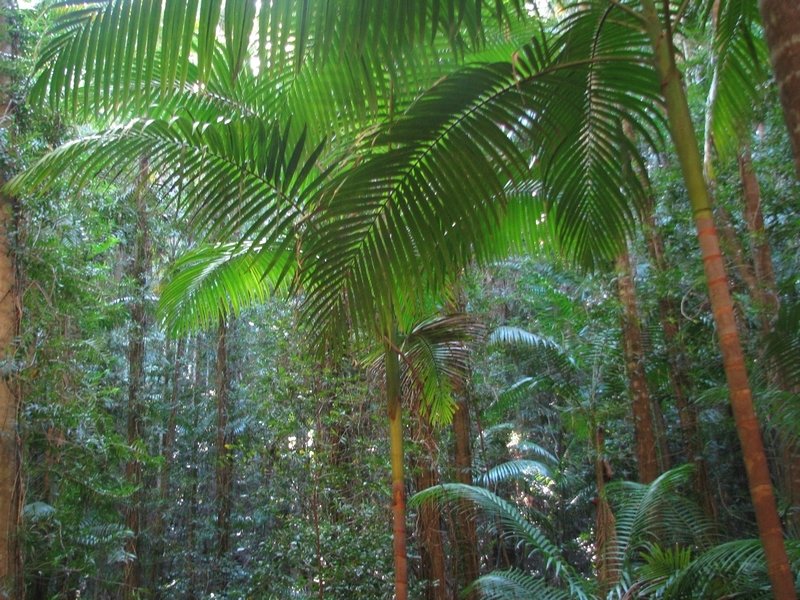 tropical rainforest фото