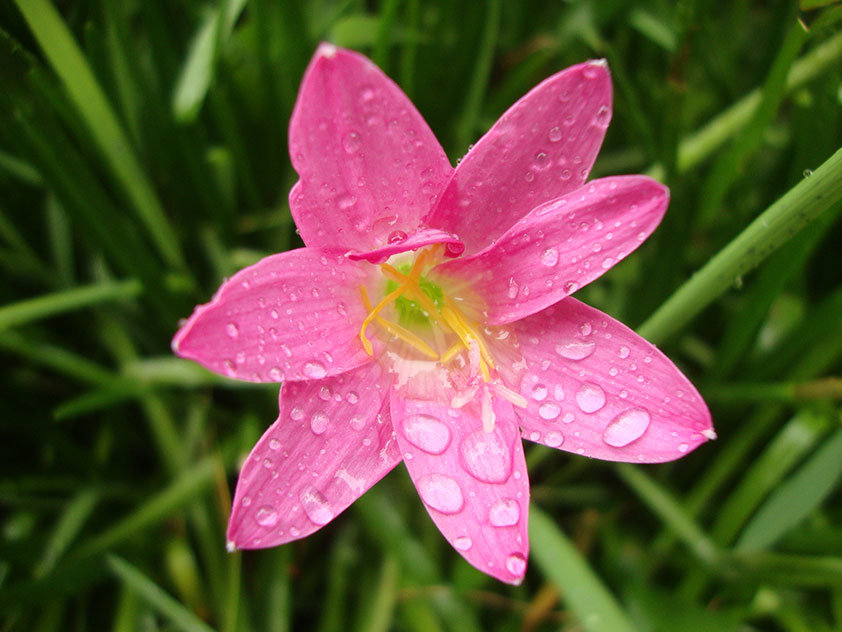 Зефирантес розовый - многолетнее луковичное растение. По ошибке его часто называют комнатным крокусом или нарциссом. Пришло оно к нам из тропических и субтропических районов Центральной и Южной Америки. Относится к семейству амариллисовых.