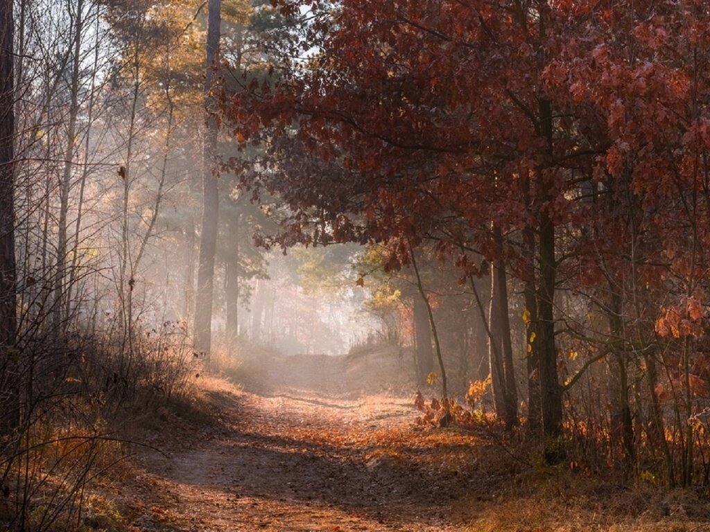осень туман фото