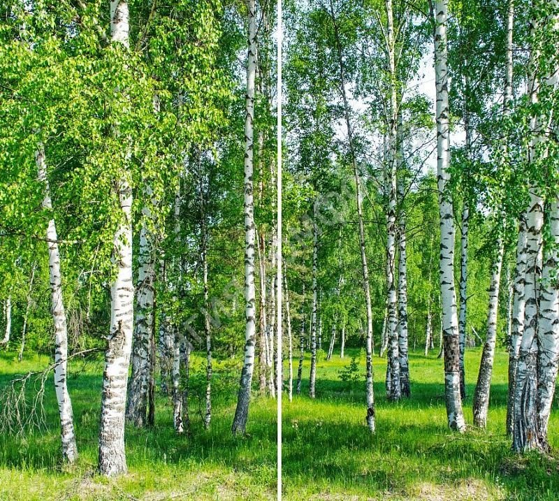 берёзовая роща фото