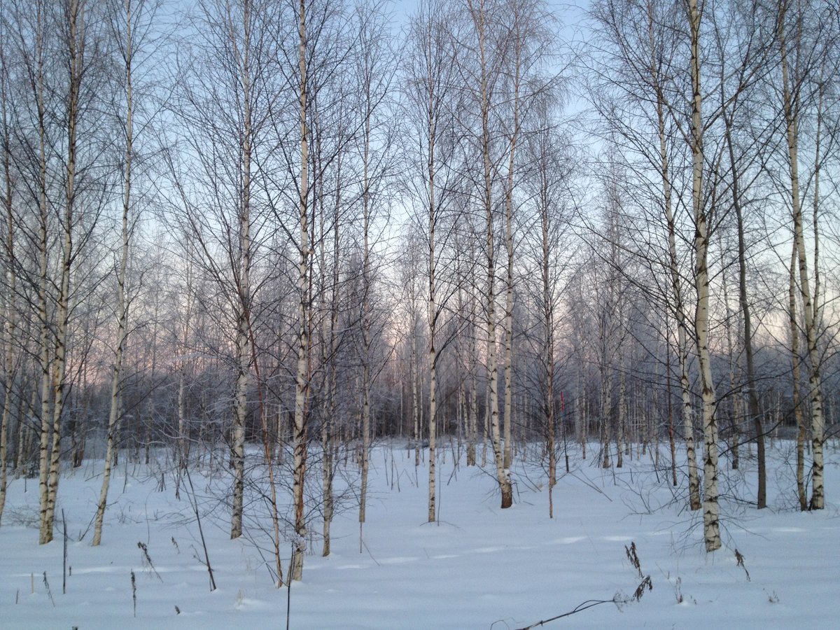 березовая роща зимой фото