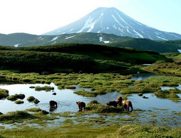 болота камчатки фото