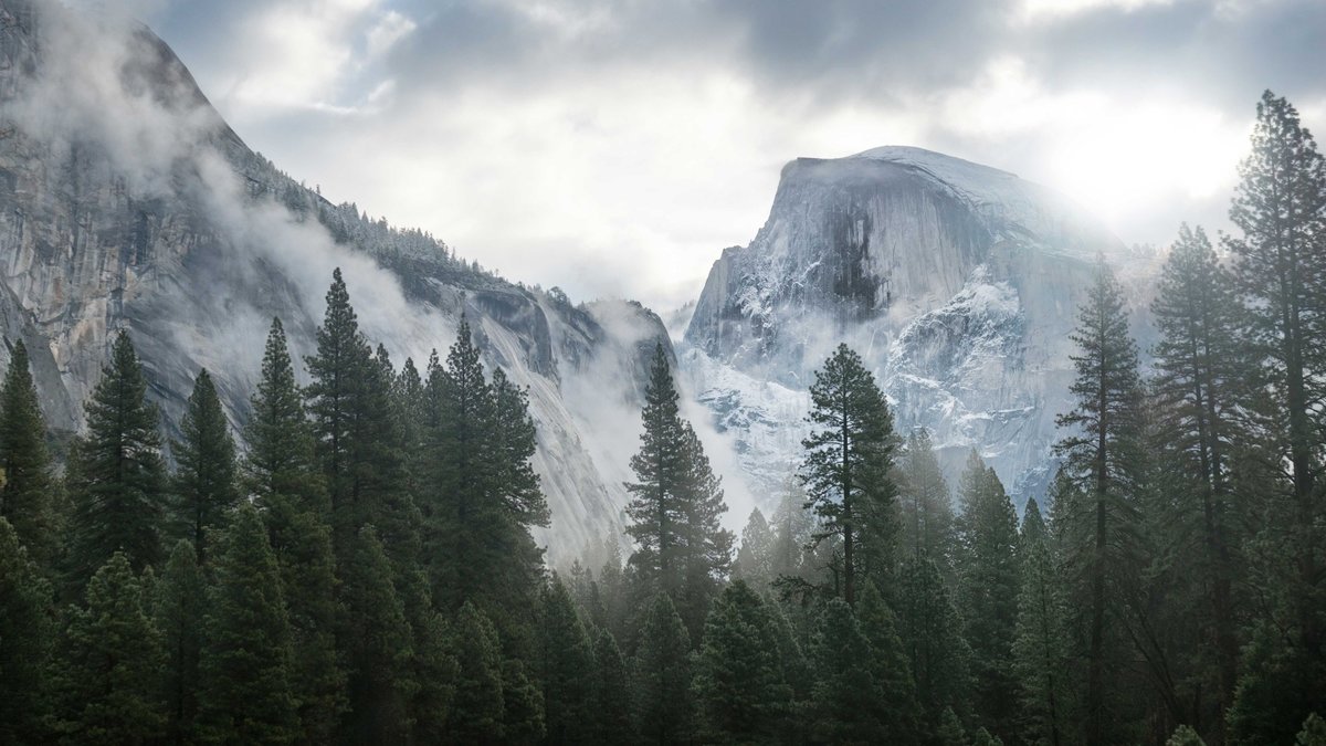 лес горы туман фото