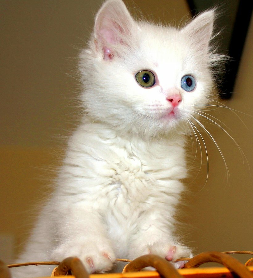Анатолийская кошка является местной турецкой породой кошек, 