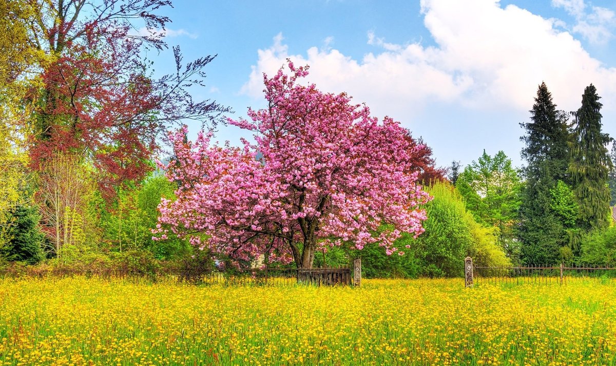 Blooming Trees