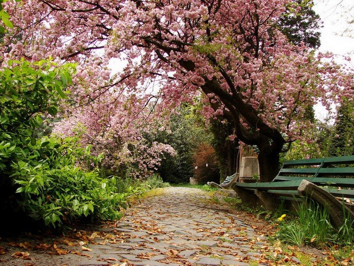 сакура цветение сад фото