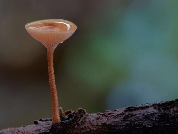 красивые грибы фото