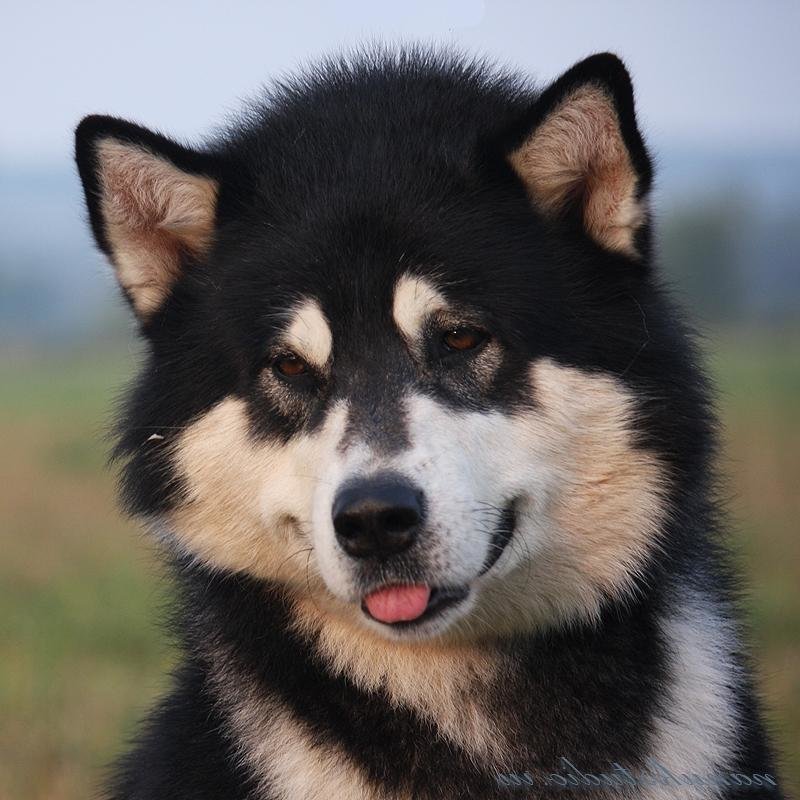 �������� ����� ������� ������ ���� ��� ���