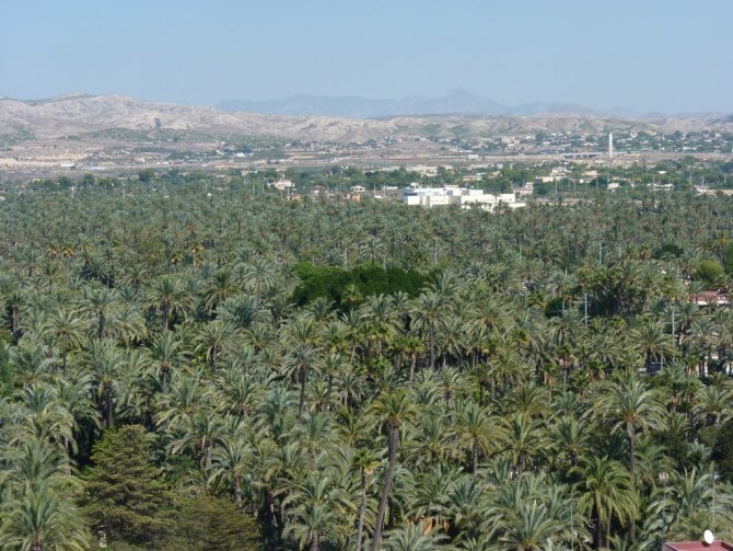 пальмовый лес эльче фото