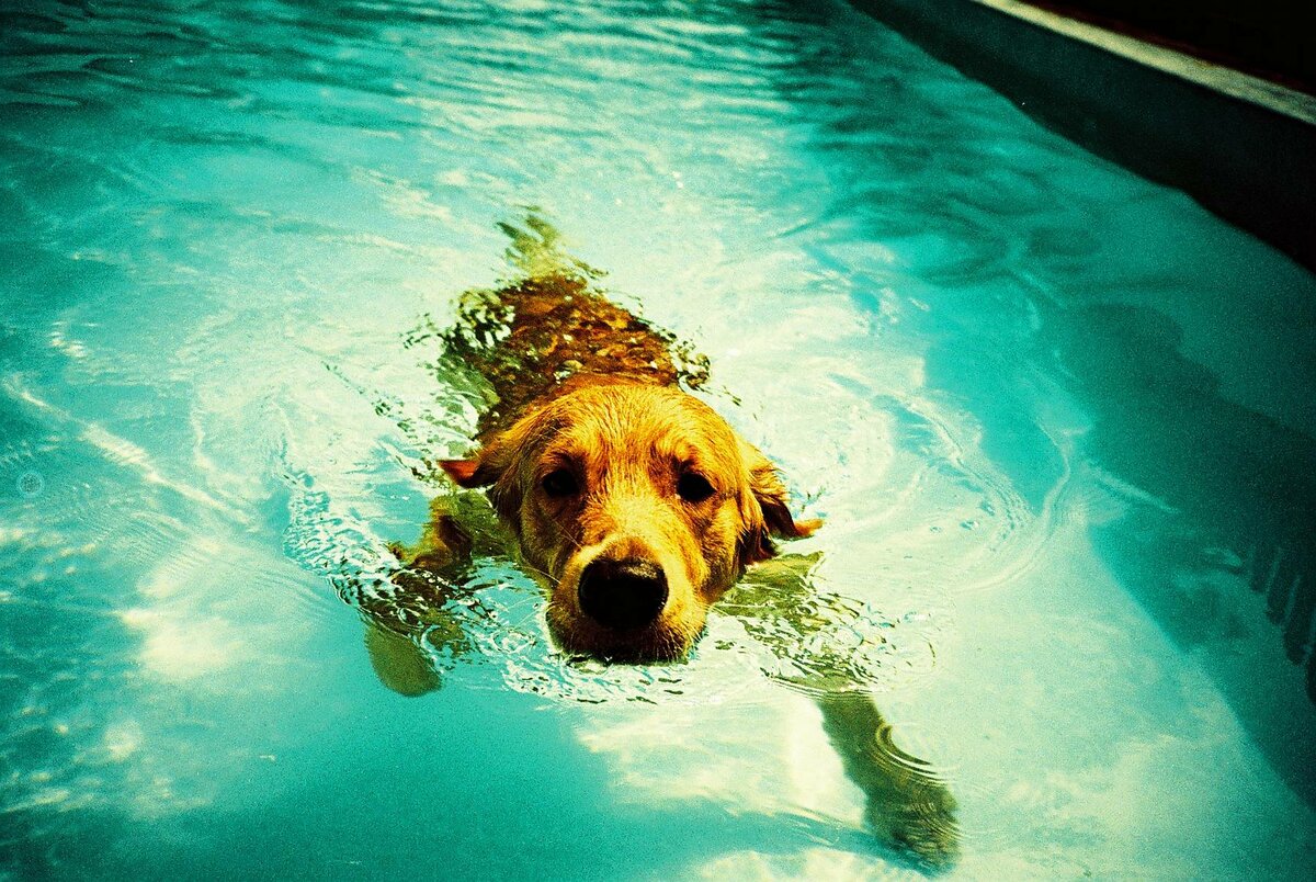 Собака в бассейне 
