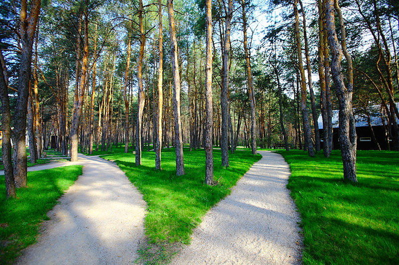 сосновый бор парк фото