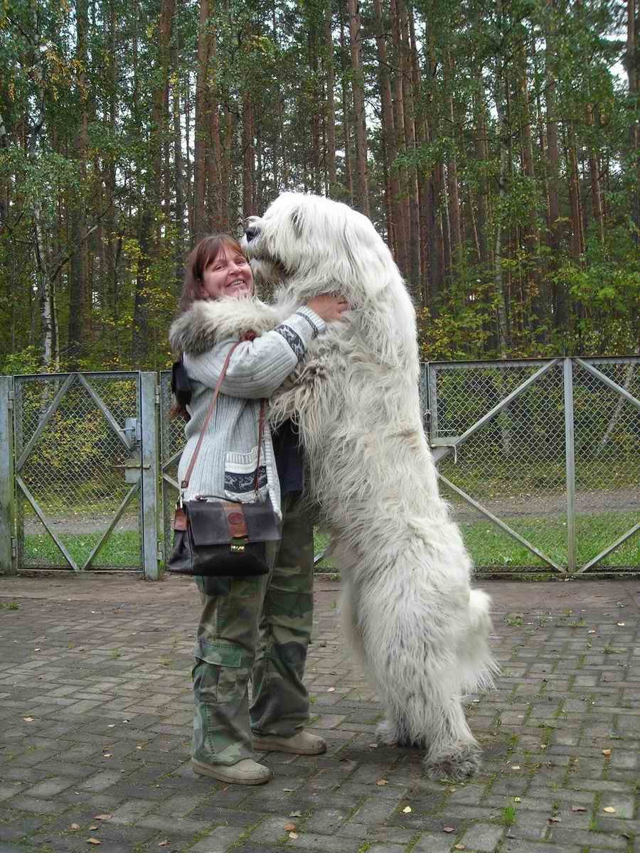 южнорусская овчарка фото