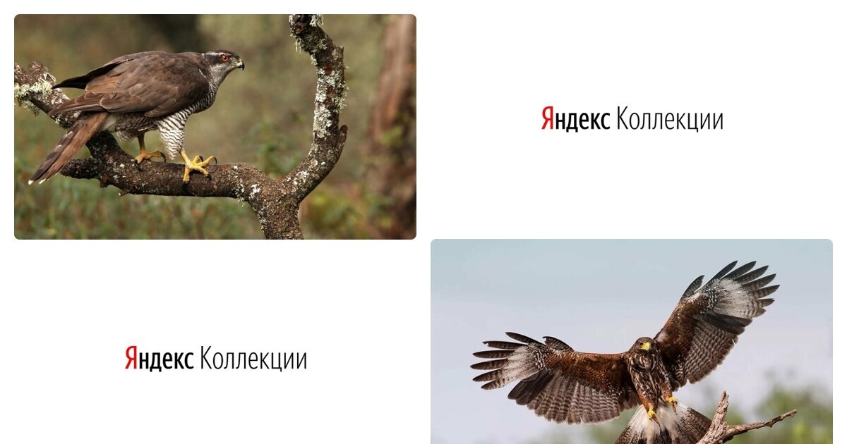 ястреб тетеревятник фото