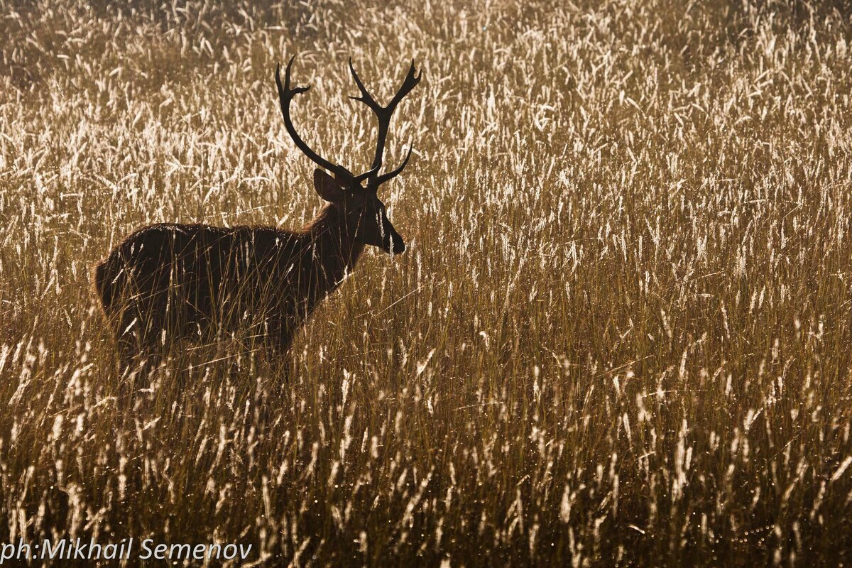 За тиграми в Кану и Бандавагар (Kanha & Bandhavgarh)