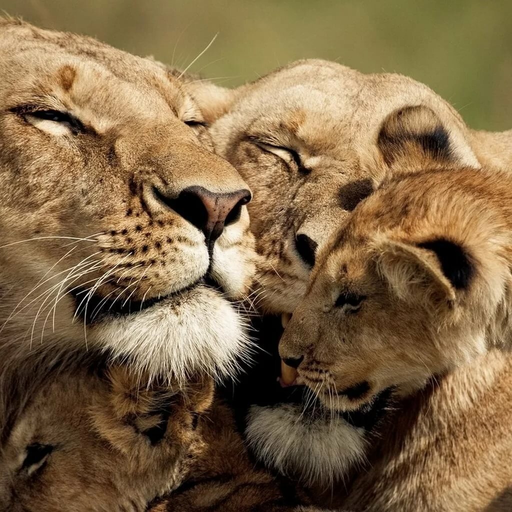 Картинка львов семья