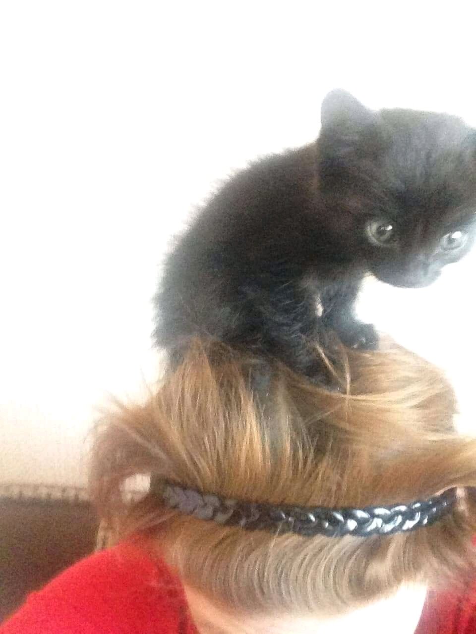 котенок кошка фото