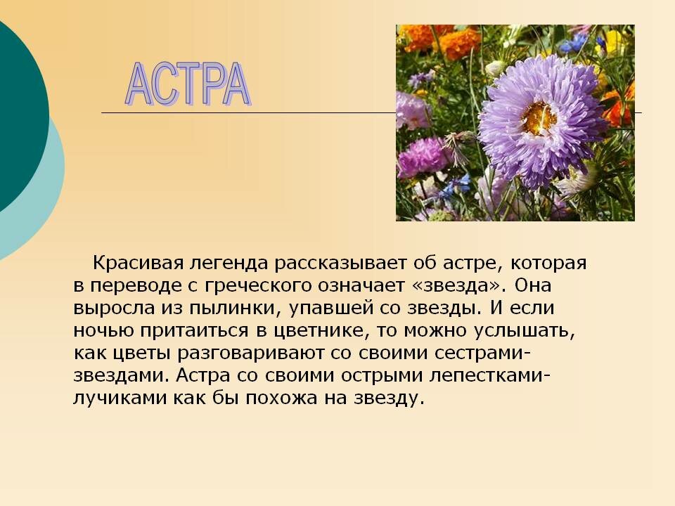 легенды о цветах фото