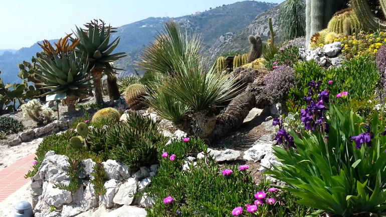 сад jardin exotique монако фото