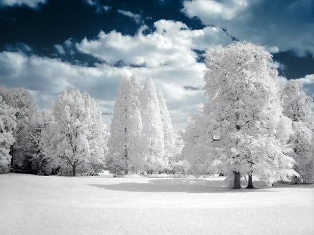 снежное дерево фото