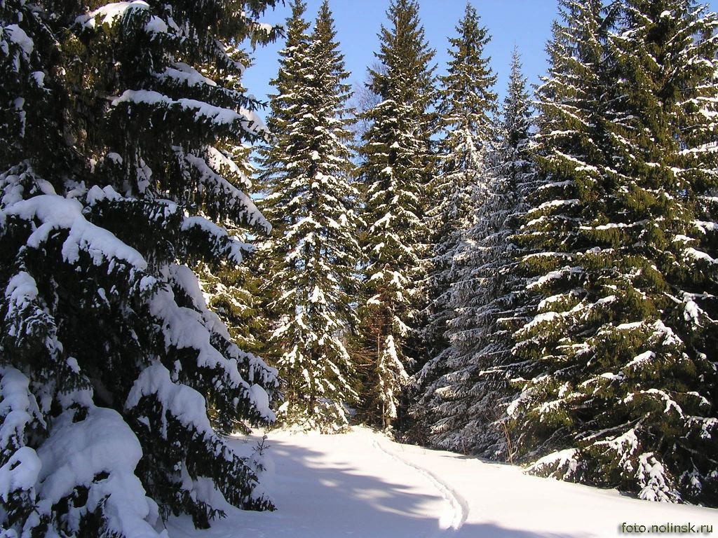 хвойный лес зимой фото
