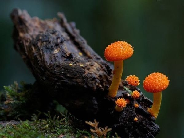 красивые грибы фото