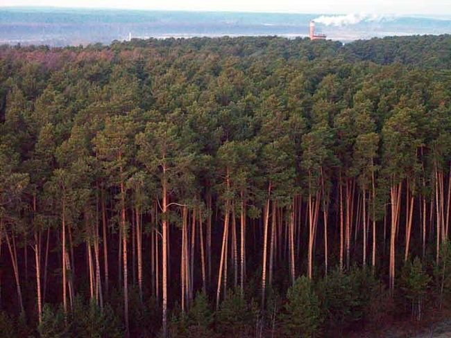 самоизреживание растительных популяций фото
