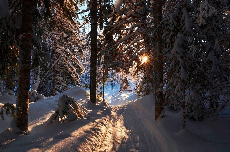 тайга зимой фото природа фото